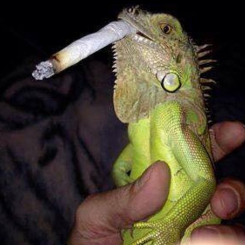 Avatar de IGUANA99